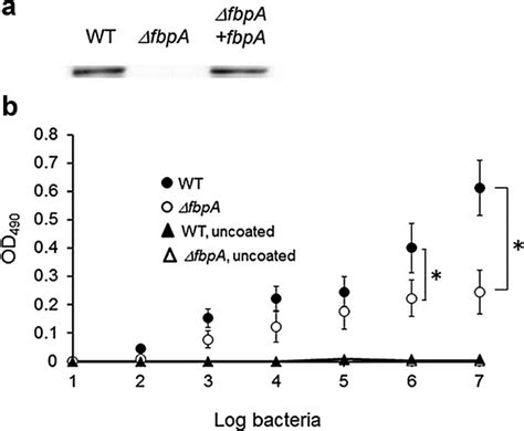 fbpa|Fibronectin‐binding protein, FbpA, is the adhesin responsible for ...